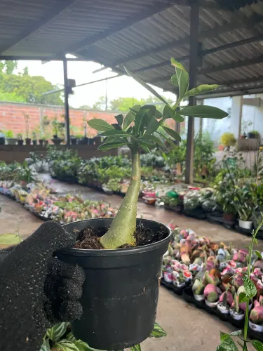 Lote de Rosas do deserto