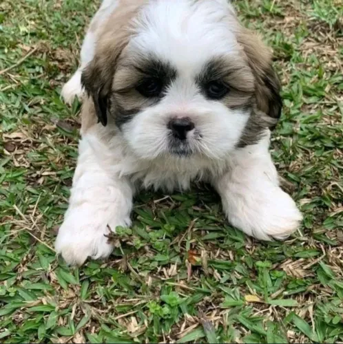 Shihtzu 