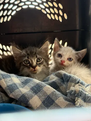 Gatinhos filhotes para adoção