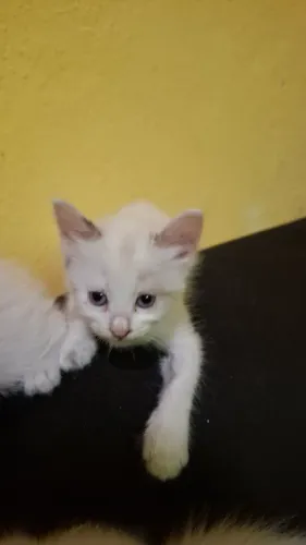GATINHOS PARA ADOÇÃO