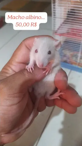 Ratos Twister a venda