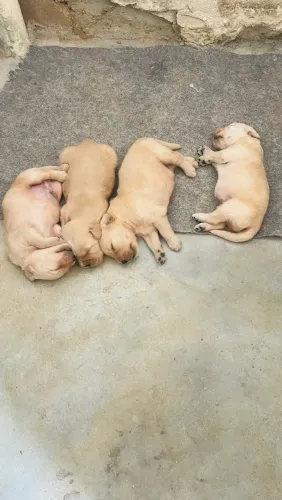Cachorro golden retriver 