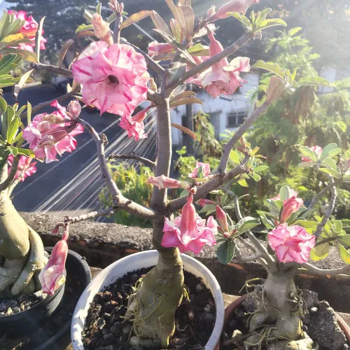 Rosa do deserto