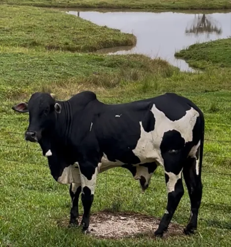 Touro nelore pintado