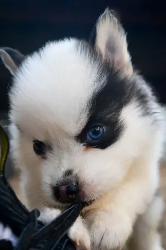 Pomsky F2 