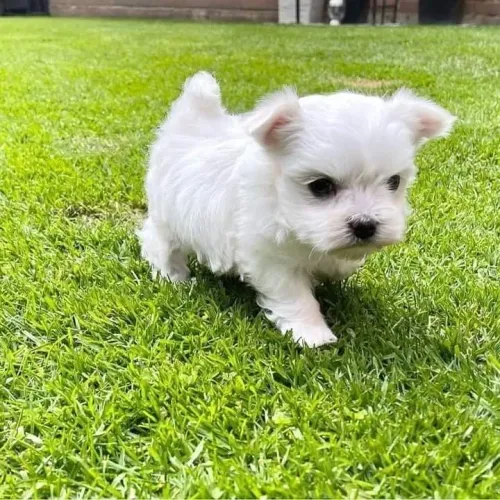Filhotes de maltes macho micro! Último baby