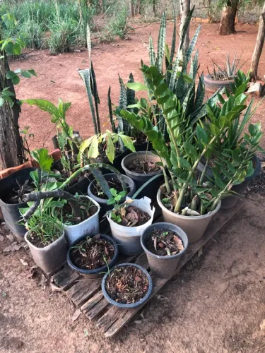 Plantas 