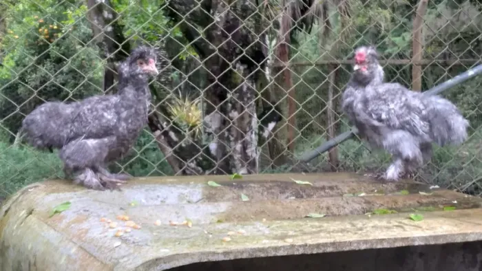 vendo franguinho e franguinha sedosa