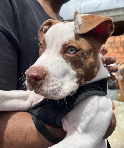 doa-se filhote de pitbull 