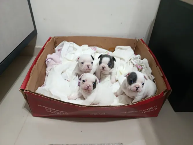 Bulldog francês