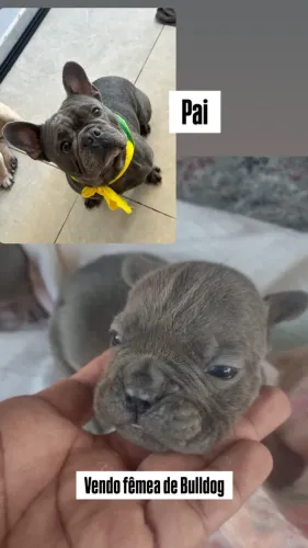 Pet