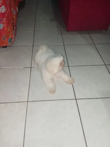 Vende-se Shitzu macho na cor rara 