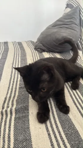 Gato preto filhote