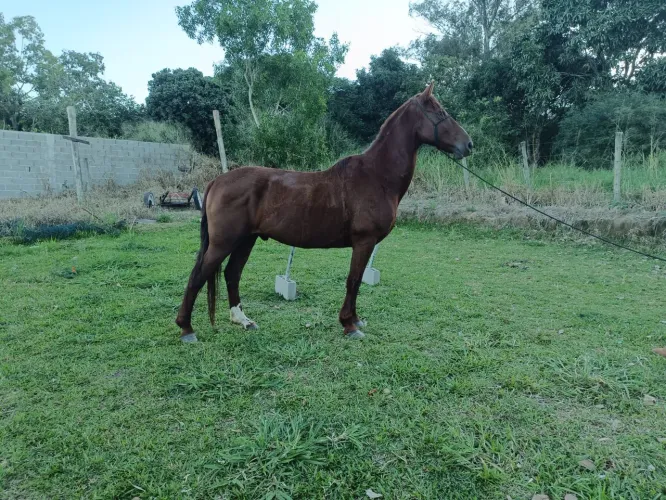 Equino
