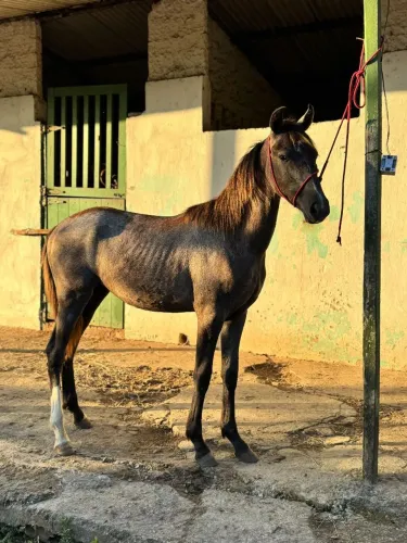 Potro Mangalarga Marchador registrado