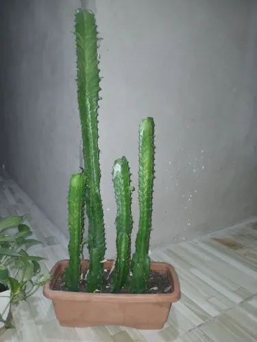 Plantas + terra