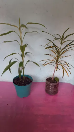 Vendo duas plantas um crotom e um bambu da sorte 