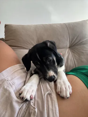 Cachorro