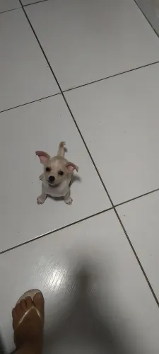Cachorro chihauhau 