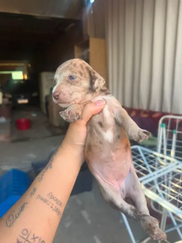 Doação de 5 cachorros Fêmea