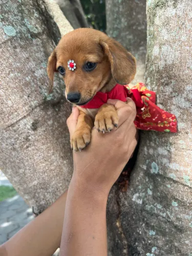 Filhote de basset fêmea pêlo longo