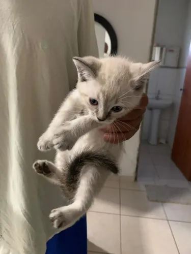 Adoção Responsável