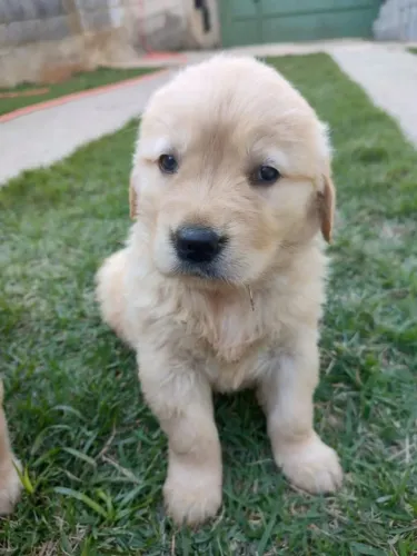 Filhote de Golden Retriever o amigo fiel que vai fazer parte da sua história