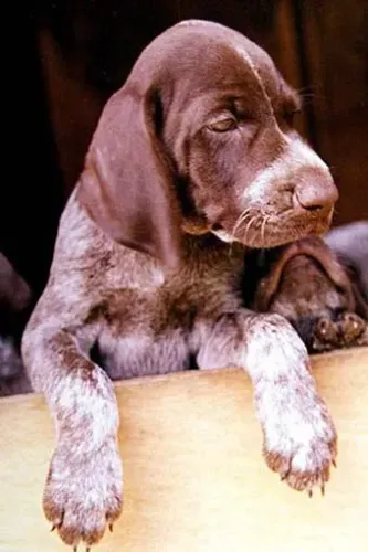 Filhotes de Braco Alemão (Perdigueiro)