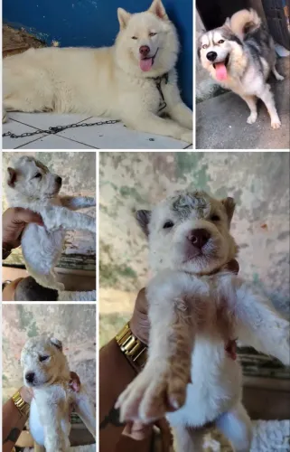 Cachorro 
