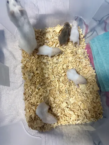 Doação de Hamster sírio - Meier RJ
