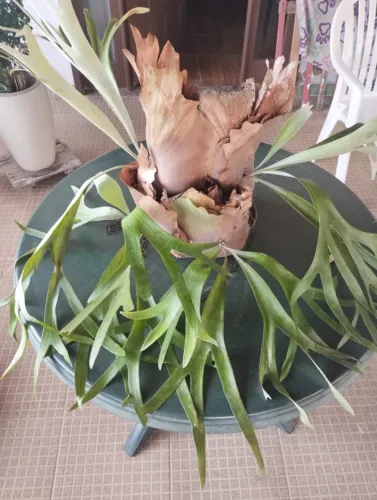 Planta Chifre-de-Veado