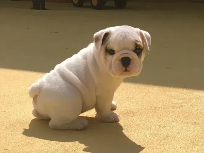 Bulldog Inglês,Bulldog Inglês Filhote Disponível Entrega Facilitada