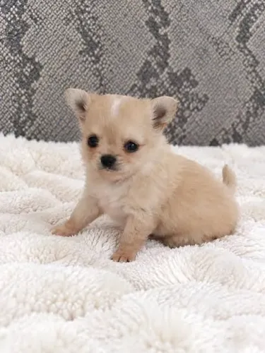 Chihuahua pelo longo filhotes