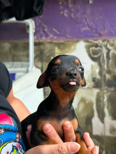 Pinscher filhote n° 1