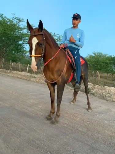 Égua mangalarga