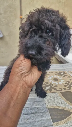 Vendo poodle macho 