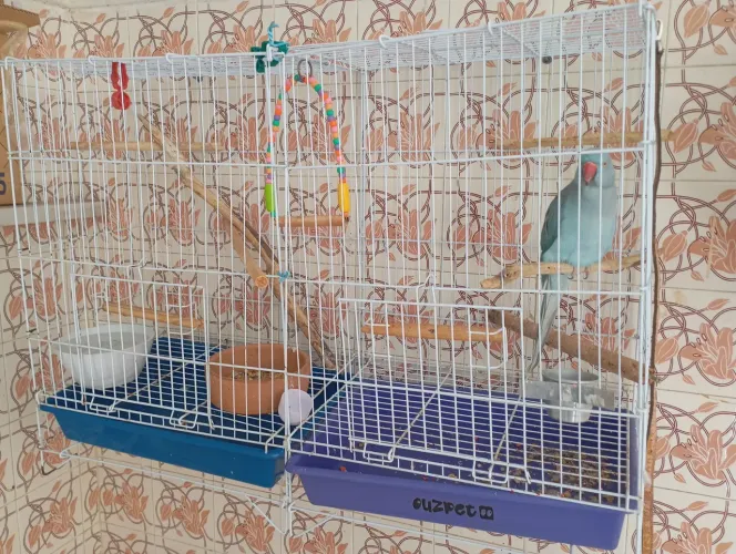 vendo duas gaiolas
