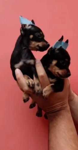 Pinscher fofo