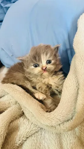 Filhote Gato Persa 