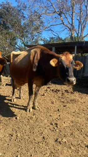 vacas a venda