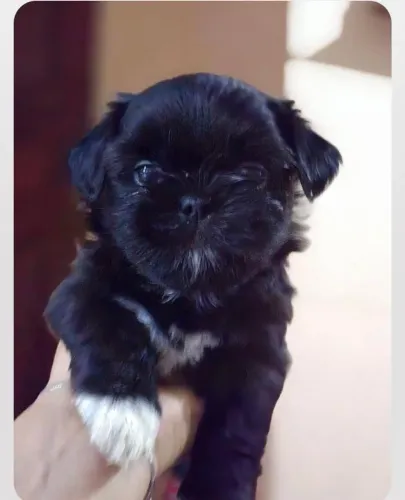 Cachorro shitsu para vender logo ótima companhia para seu dia a dia 1200