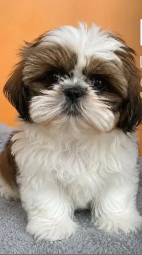 Filhote de Shih Tzu fêmea