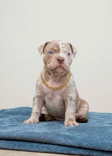 American bully a partir de 1999