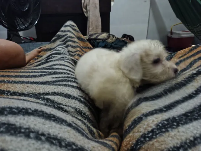 Filhote de poodle