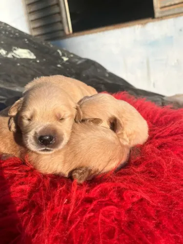 golden retriever