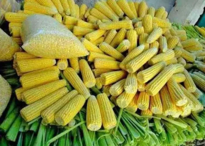 Milho verde 100 unidades 