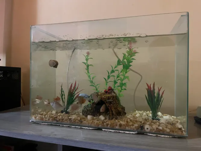 Aquário 20 Litros