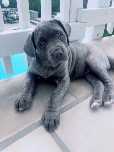 Cane corso original puríssimo com promoção g