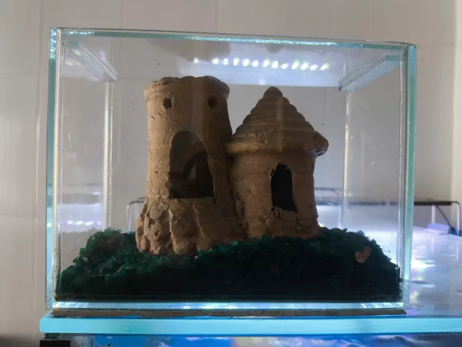 Aquário de peixe betta