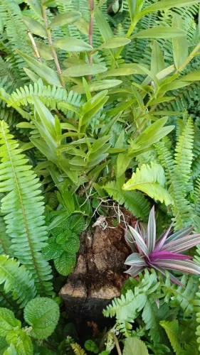 Mudas plantas